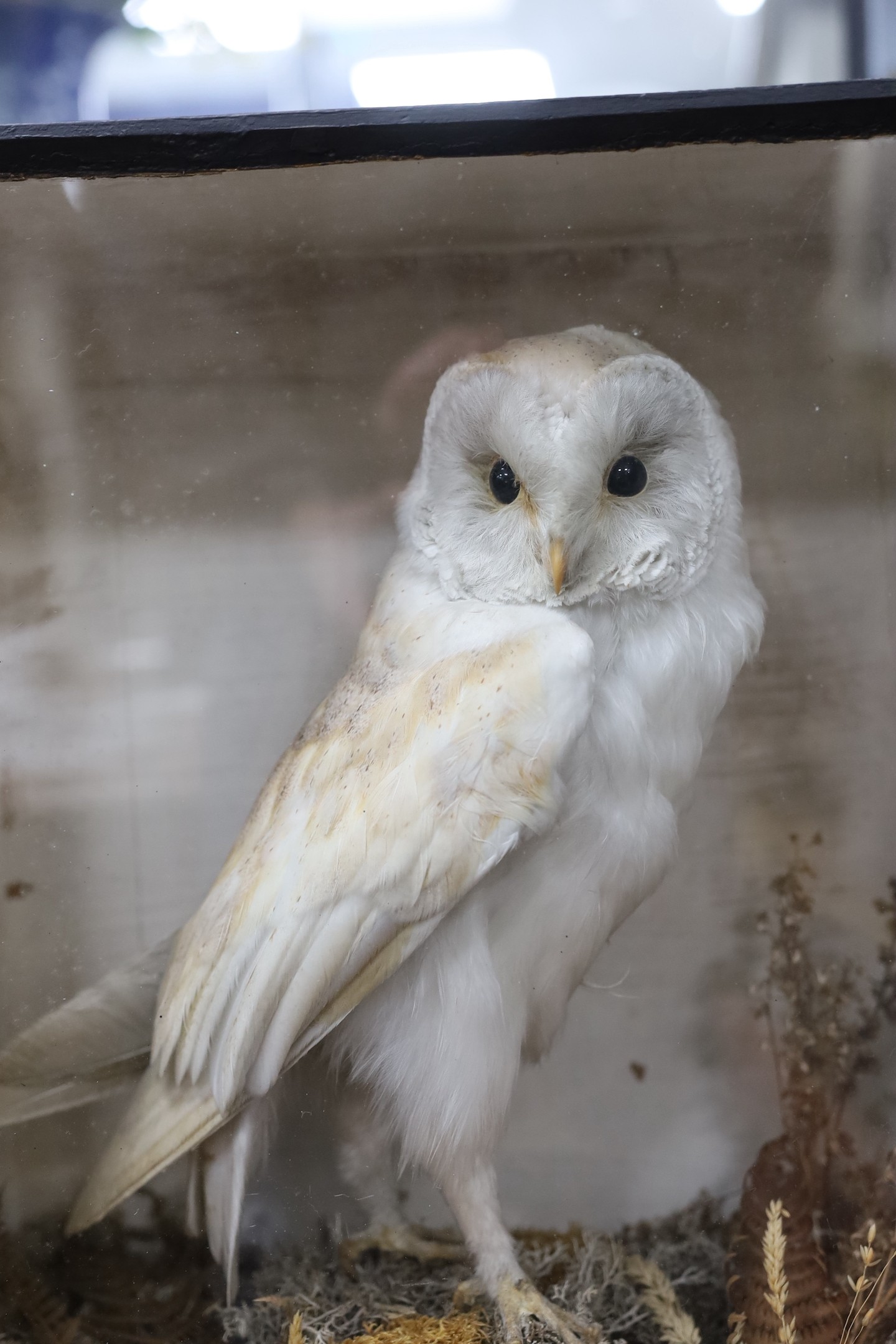 A cased taxidermy Barn Owl, 33cms x 37cms